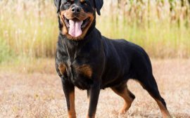 Assurer un chien de catégorie 2 : quelles sont les meilleures options ?