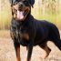 Assurer un chien de catégorie 2 : quelles sont les meilleures options ?
