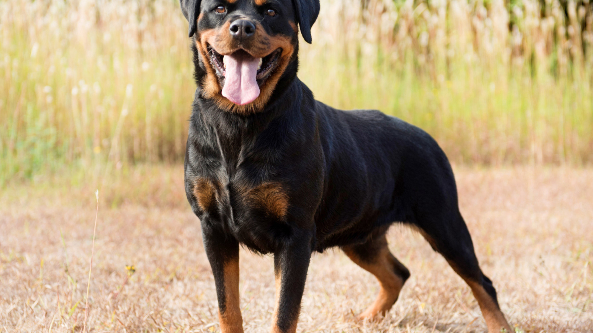Assurer un chien de catégorie 2 : quelles sont les meilleures options ?